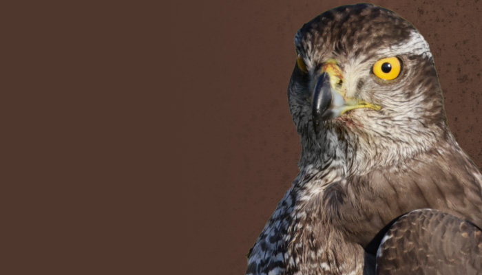 raptors